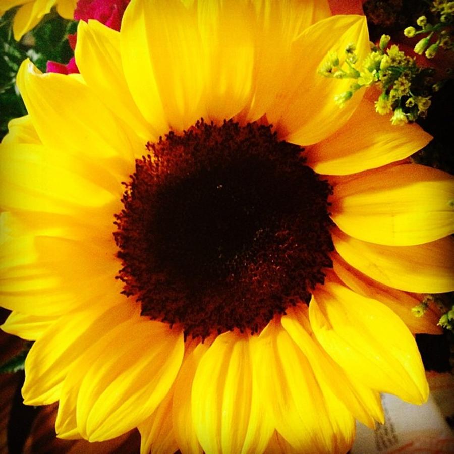 I Love Sunflowers!!! Photograph by Megan Davis