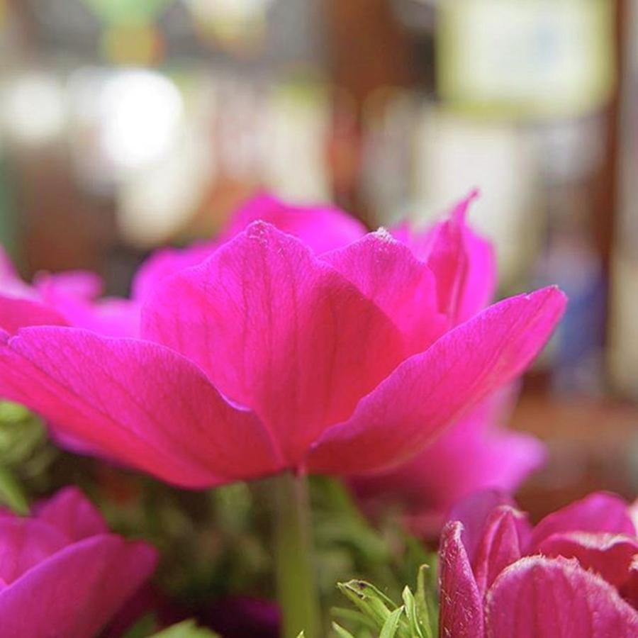 Flower Photograph - I Love The Fuchsia Vivid Colours Of by Sungi Verhaar