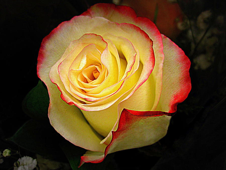 Flower Photograph - I Love This Rose by Bonita Brandt