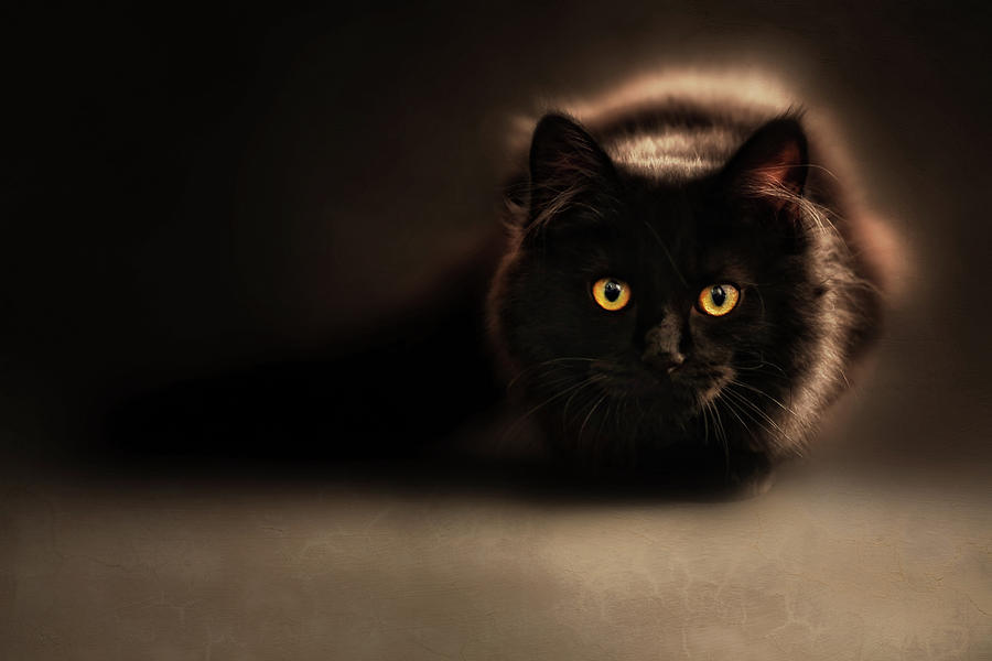 Feline Photograph - I Love To Pounce And Scratch Your Feet Cat Art by Georgiana Romanovna