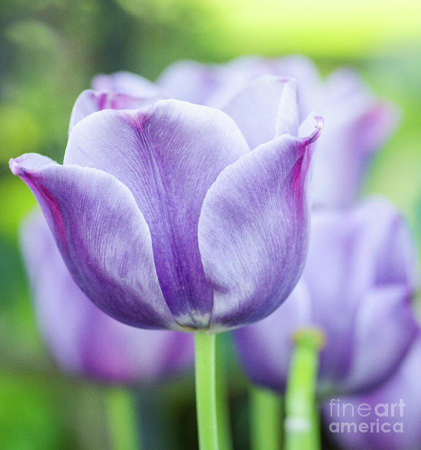 I Love Tulips Photograph by Nick Boren