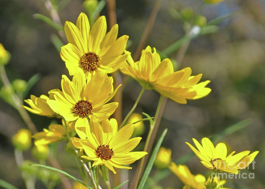 I Love Yellow Flowers 4 Photograph by Lydia Holly