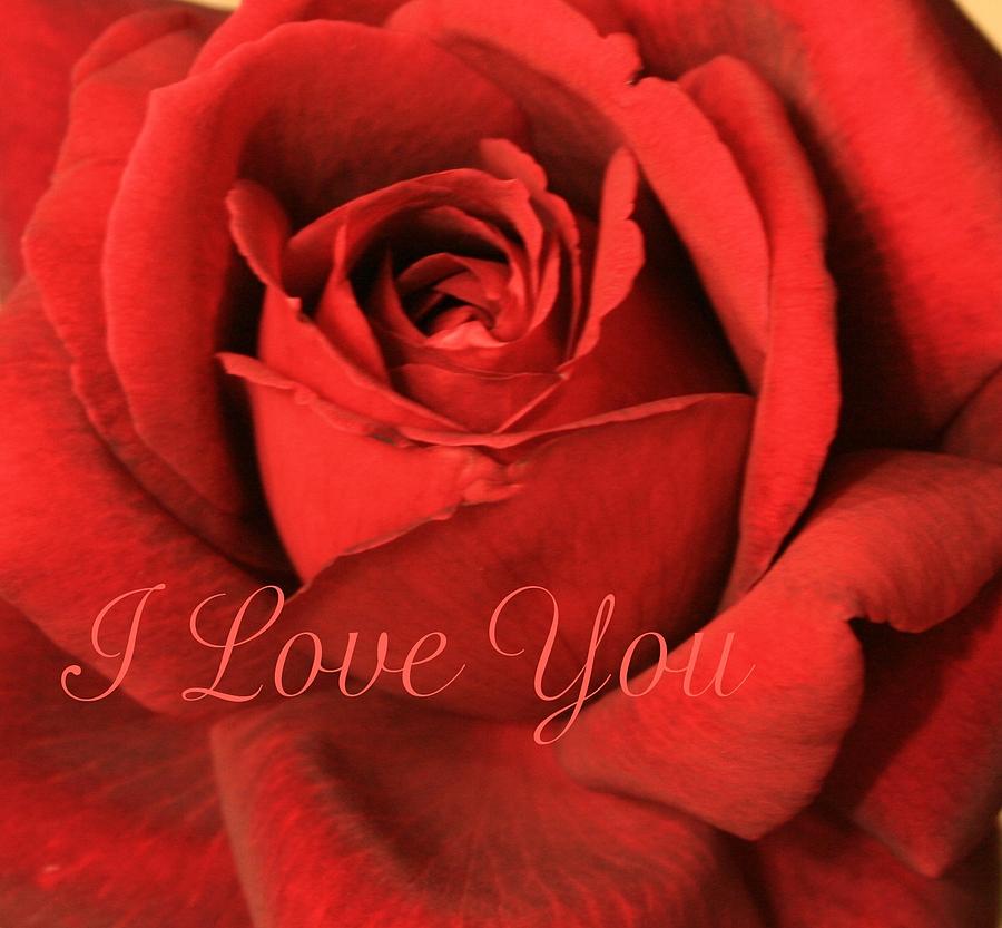 I Love You Rose Photograph by Marna Edwards Flavell