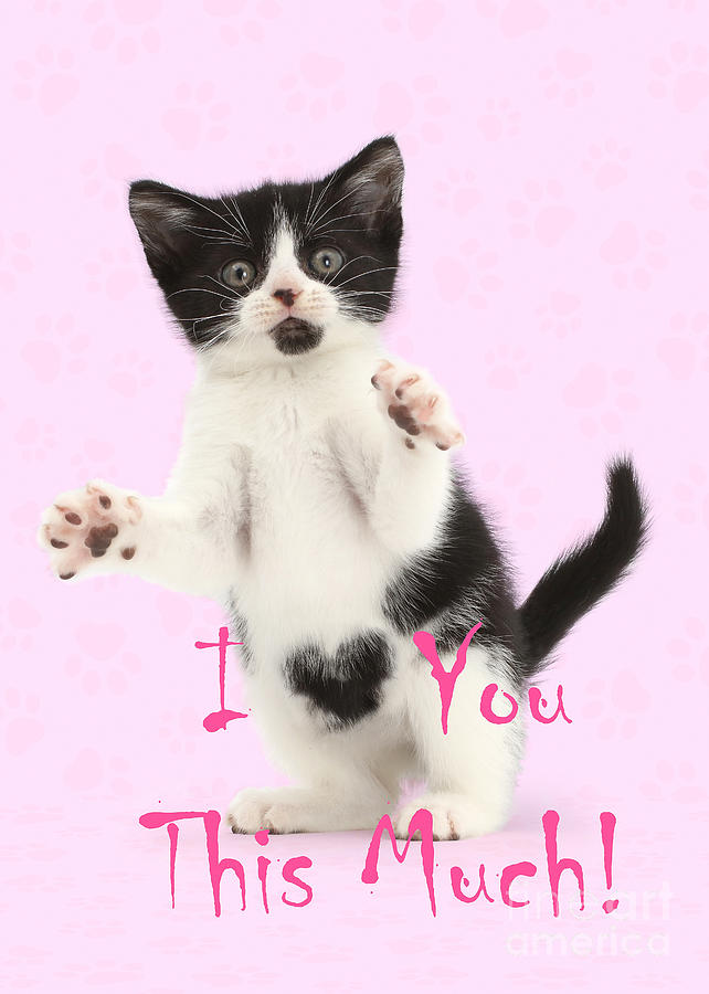 I love you this much Valentine kitten Photograph by Warren Photographic