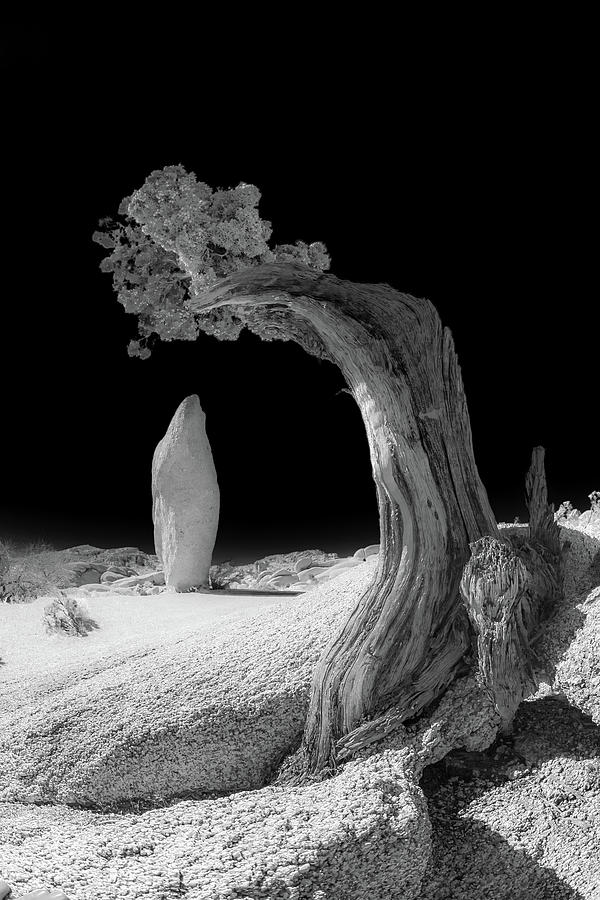 I Make You Look Small False Infrared Photograph by Scott Campbell