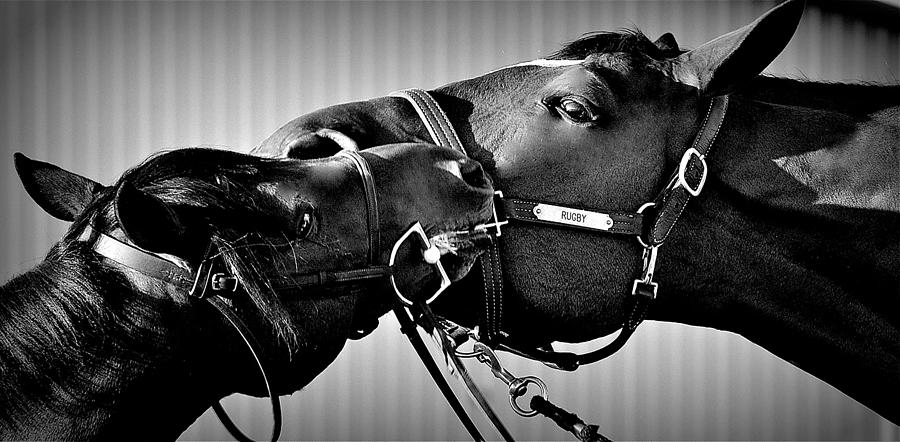 Horse Photograph - I miss you Rugby by Barbara Dudley