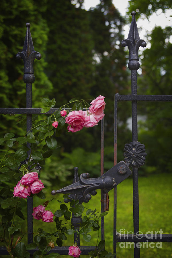 I Never Promised You A Rose Garden Photograph by Margie Hurwich