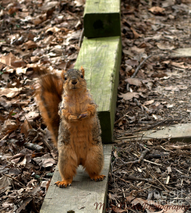 Squirrel Photograph - I pose for food by Melissa Nickle