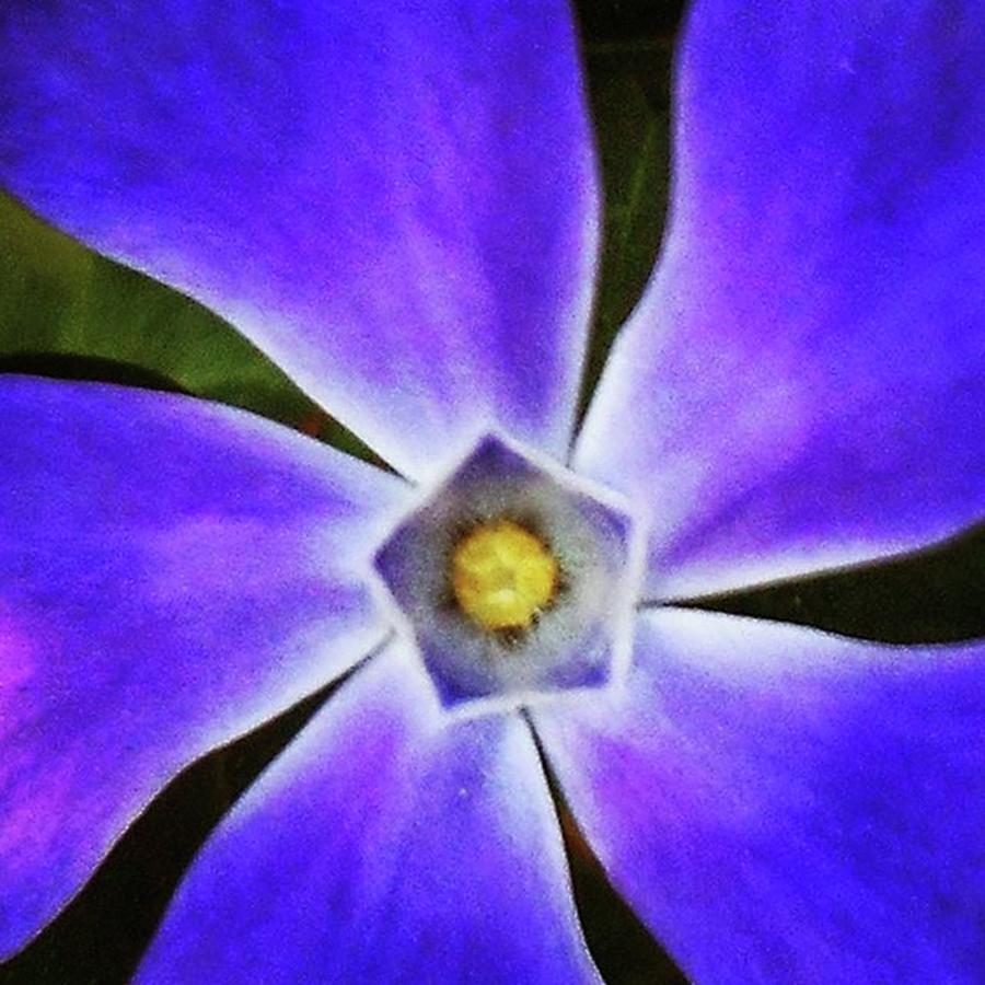 Flower Photograph - I Really Like This Close-up,grainy by Cheray Dillon