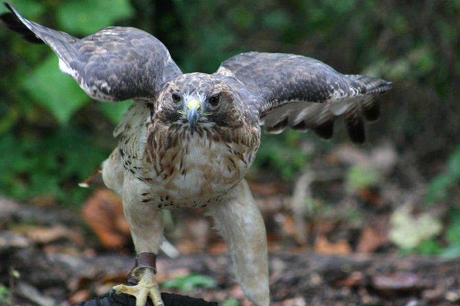 Hawk Photograph - I Said Get Away From Me by David Dunham