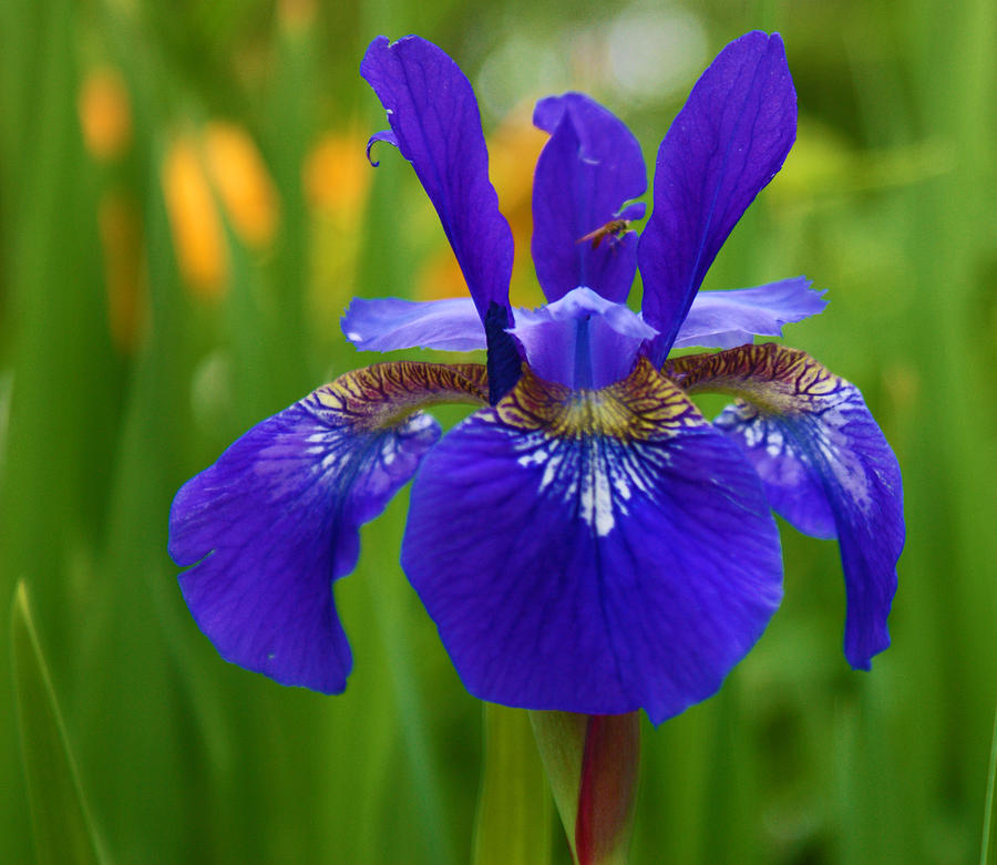Iris Photograph - I See Iris by Maria Keady Iris Photograph - I See Iris by Maria Keady