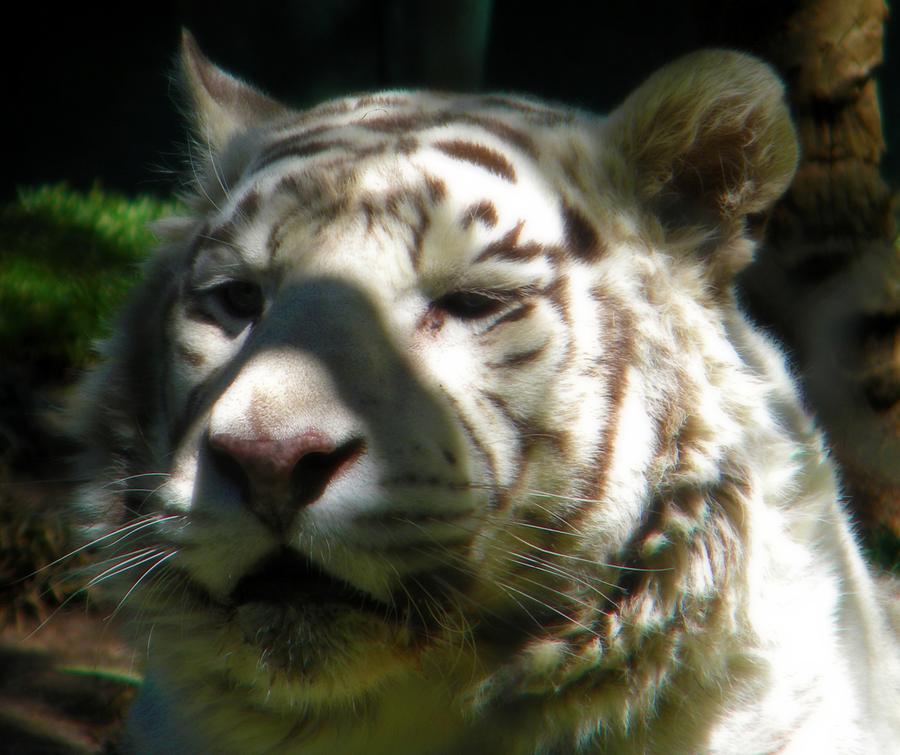 I See It Tiger Photograph by Amanda Eberly