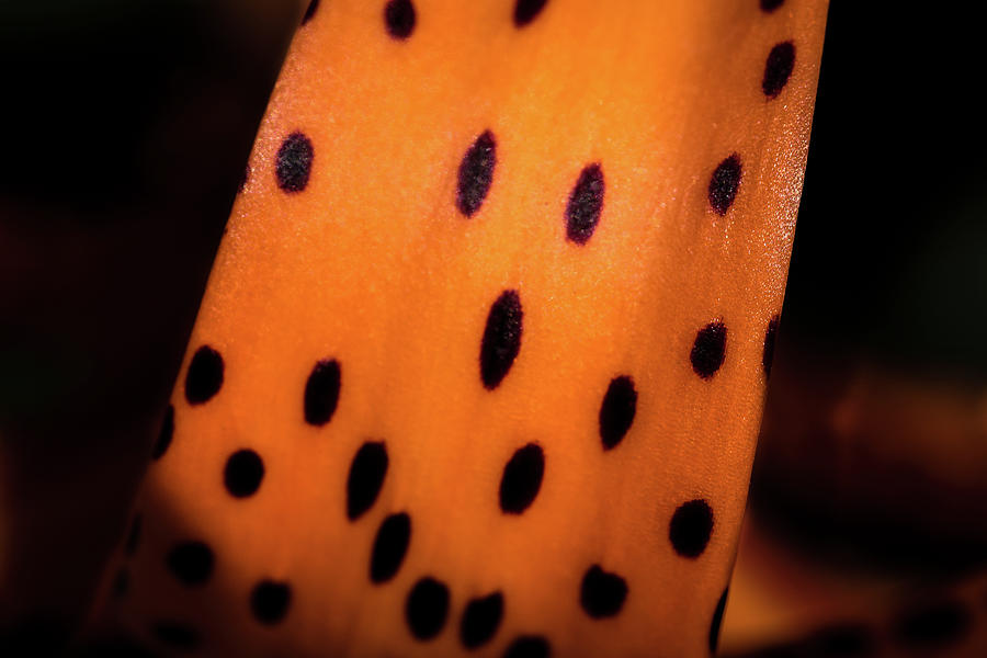 I See Spots Photograph by Jay Stockhaus