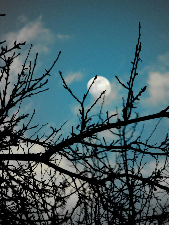 Tree Photograph - I see the moon by Trudi Southerland