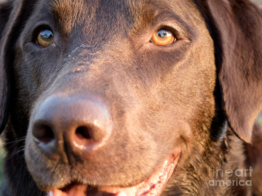 Chocolate Lab Photograph - I see you by Agata Wisniowska Chocolate Lab Photograph - I see you by Agata Wisniowska
