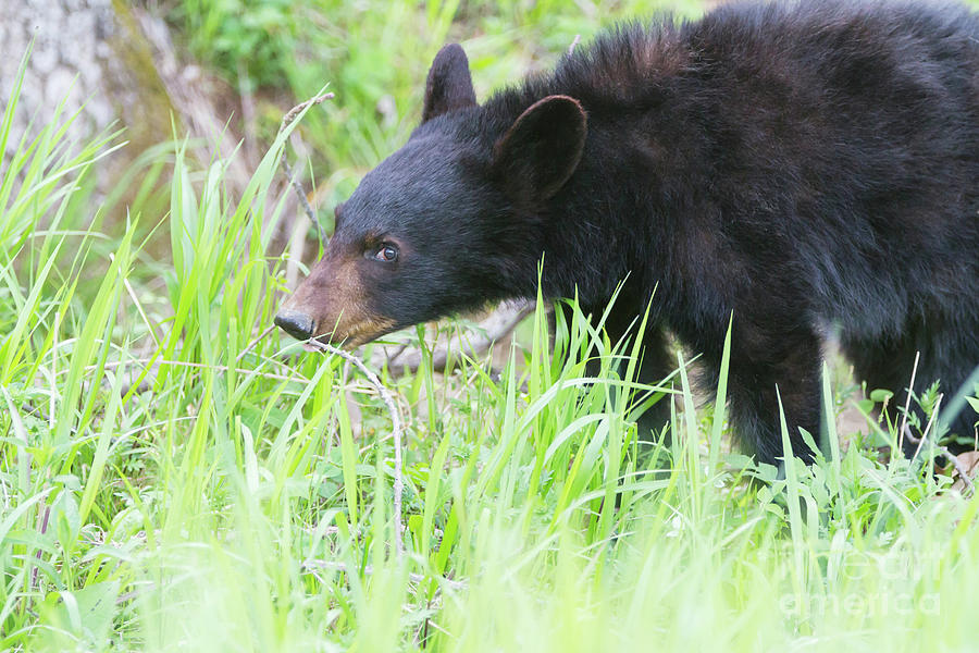I See You Little Bear Photograph by Chris Scroggins