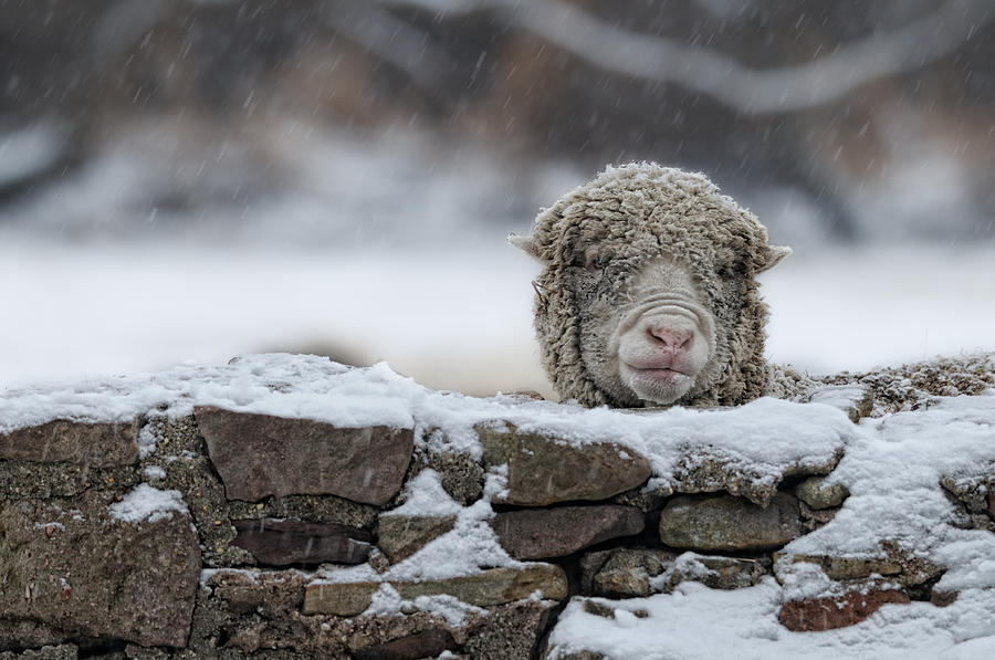 Sheep Photograph - I See You by Don Schroder