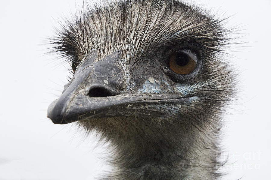 Ostrich Photograph - I See You by Douglas Barnard