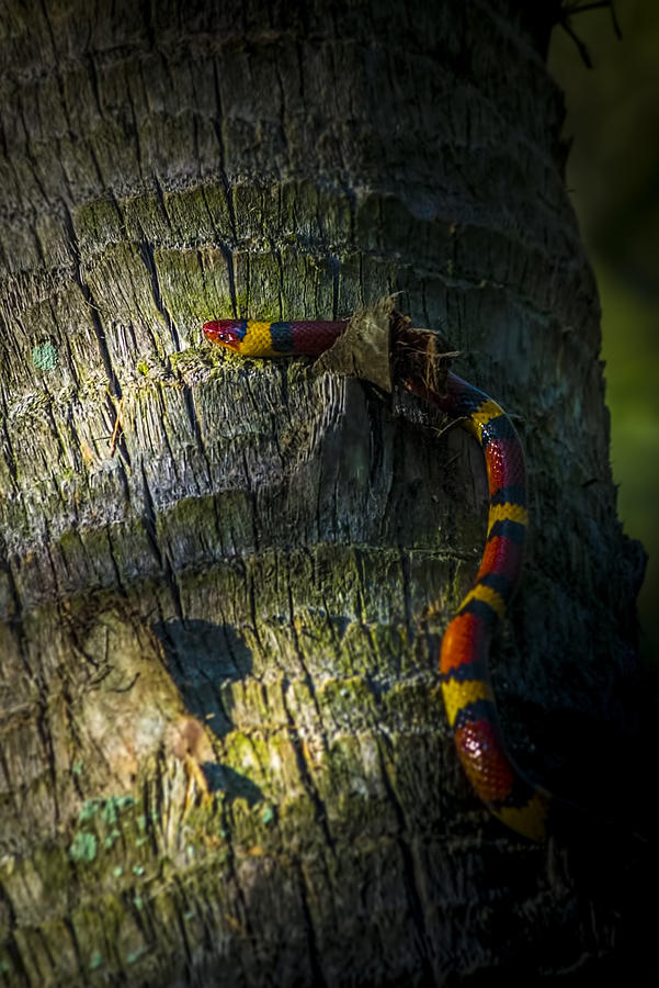Reptile Photograph - I See You by Marvin Spates