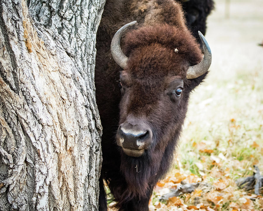 American Bison peeks around Tree Photograph by Philip Rodgers