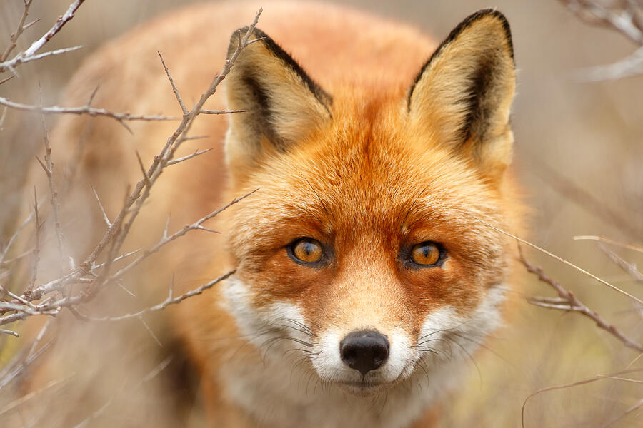 Wildlife Photograph - I See You - Red Fox Spotting Me by Roeselien Raimond