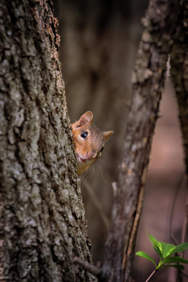 I See You Photograph by Susan Rissi Tregoning