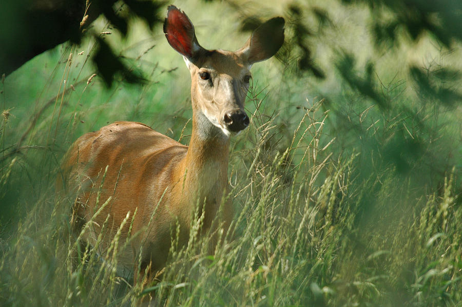 I see you taking my Picture Photograph by American Image Bednar - Fine ...