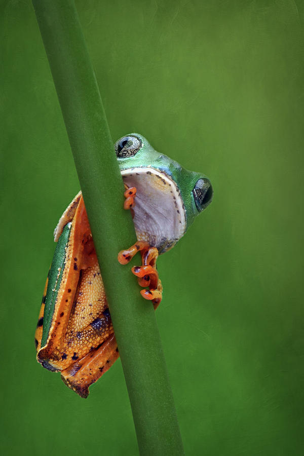 I See You - Tiger Leg Monkey Frog Photograph by Nikolyn McDonald