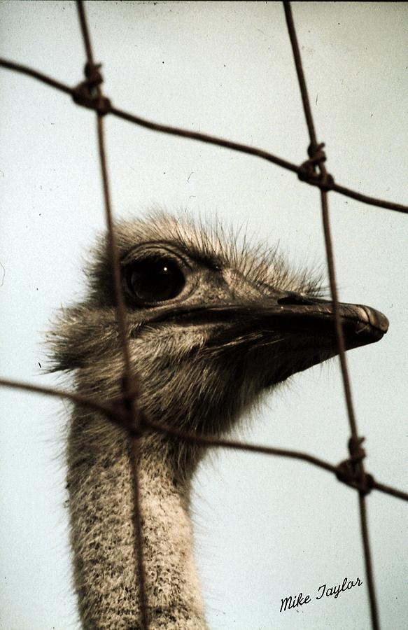 Ostrich Photograph - I should be free by Michael Taylor