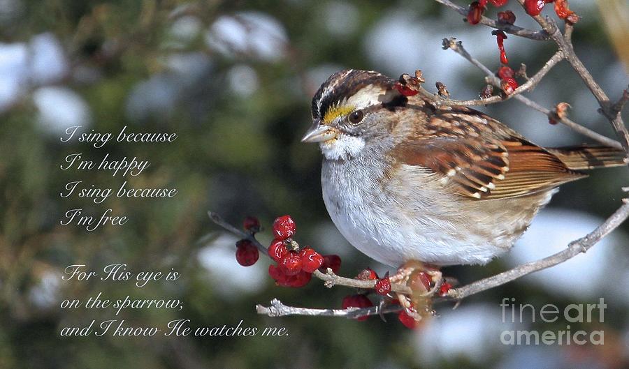 Sparrow Photograph - I Sing Because Im Happy by Robin Erisman