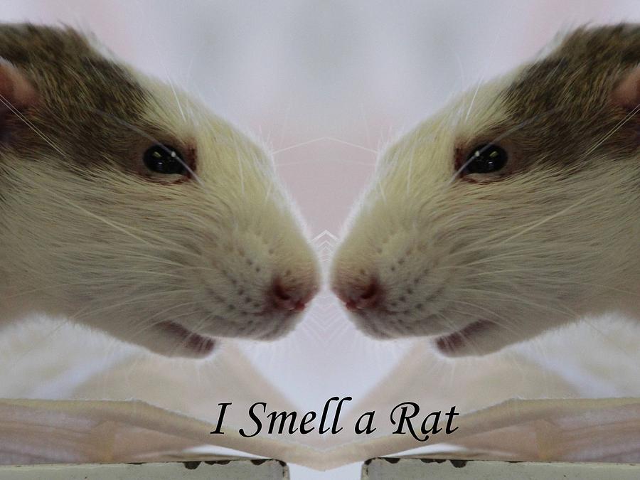 I Smell a rat Photograph by Gary Canant - Fine Art America