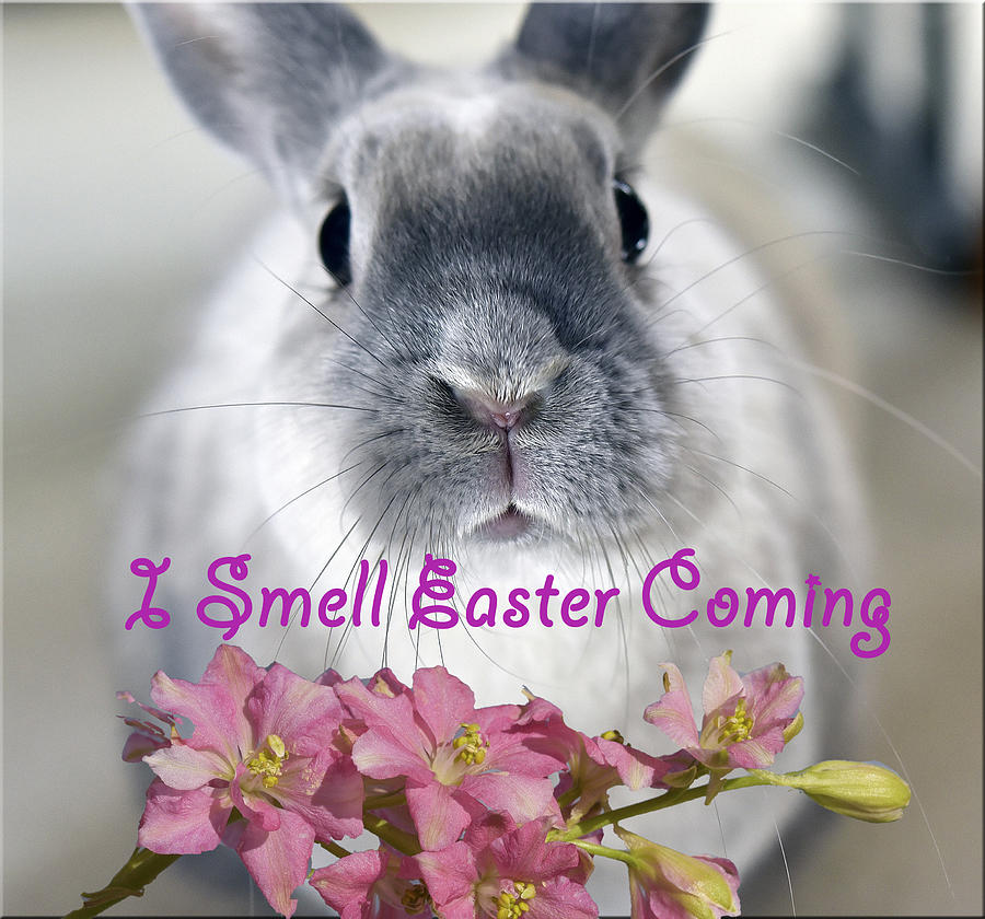 I Smell Easter Coming Photograph