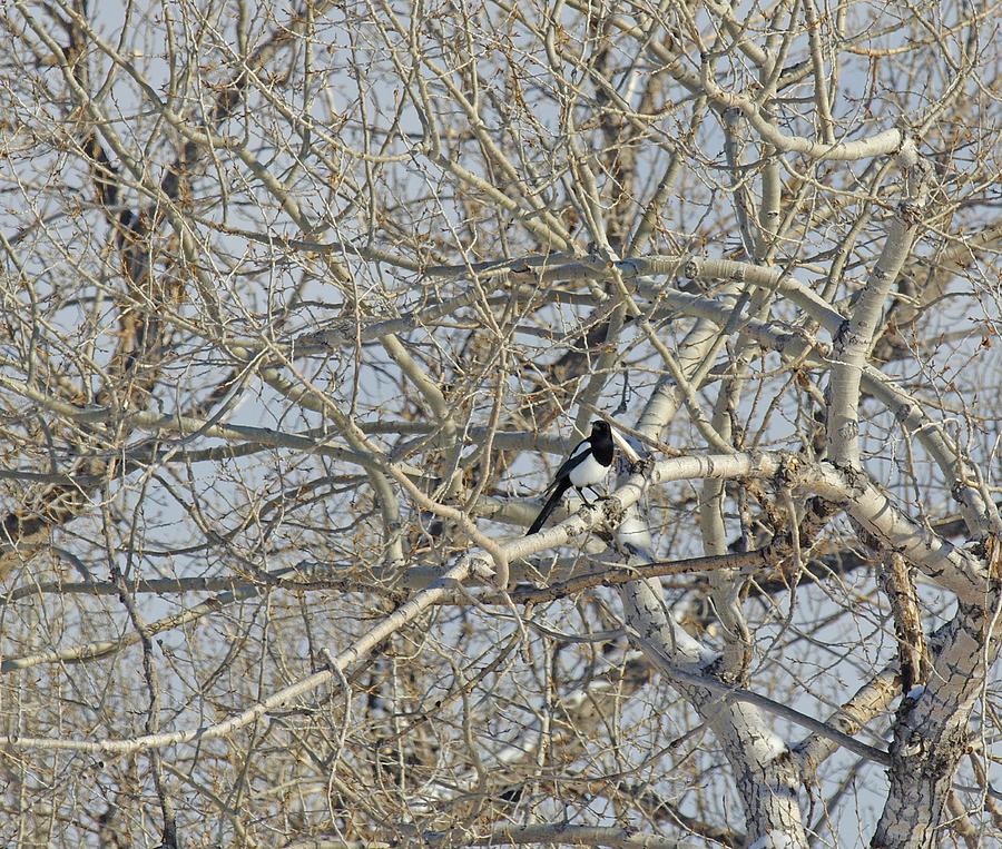 I Spy a Magpie Photograph by Amanda Smith