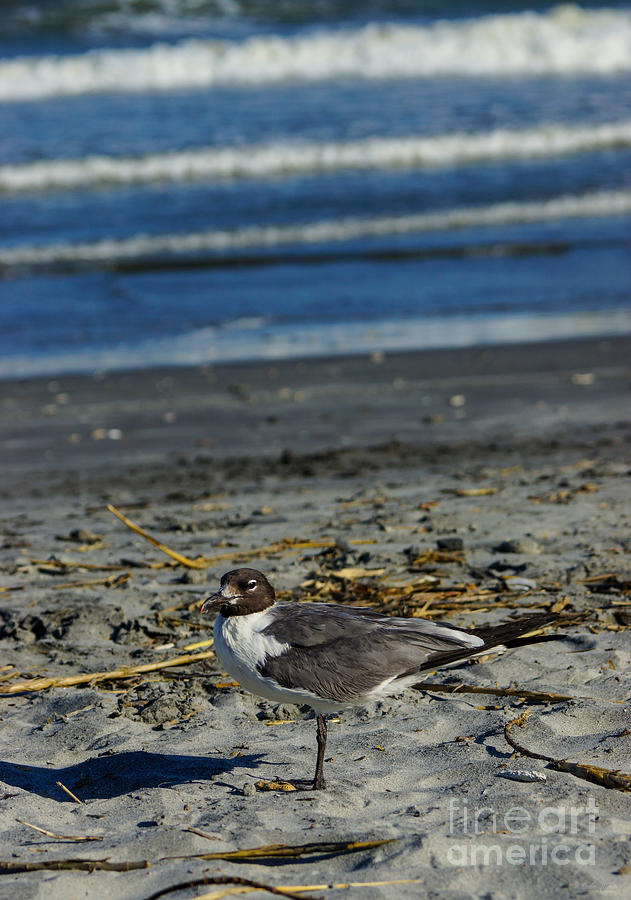 I Spy a Seagull Photograph by Jennifer White