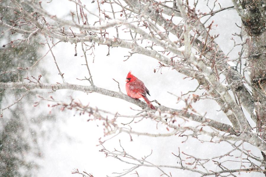 Cardinal Photograph - I Tend To Attract Attention by Sandra Bennett