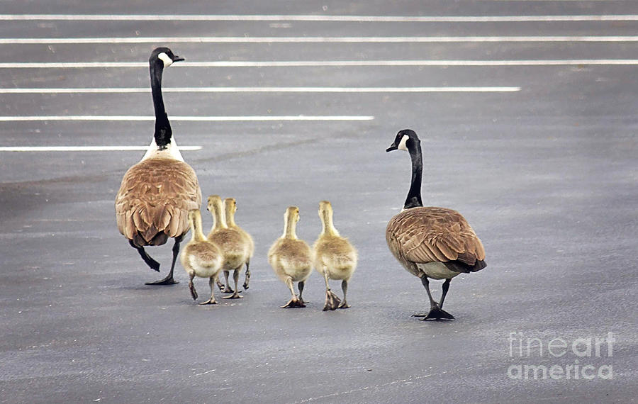 Goose Photograph - I Thought We Parked In This Row by Sharon McConnell