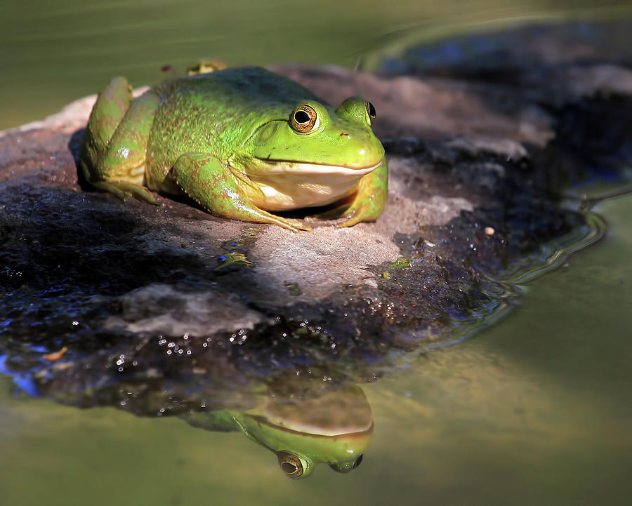Frog Photograph - I Toad You So by Donna Kennedy