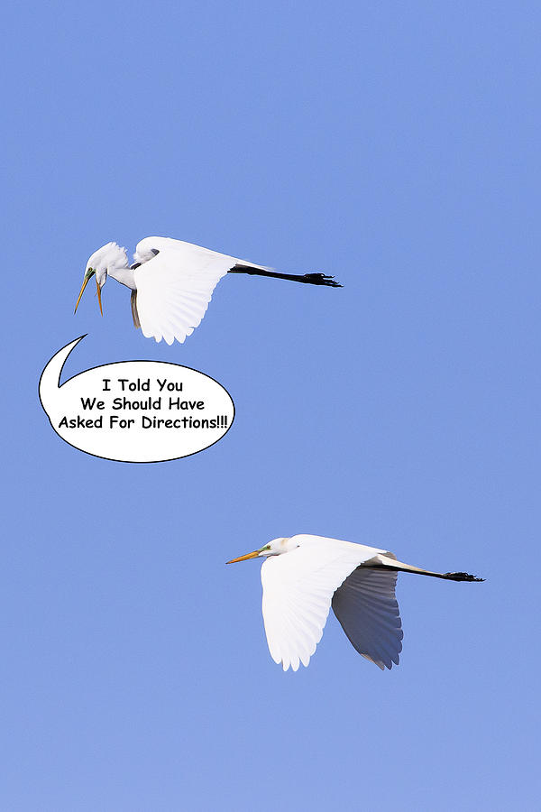 Egret Photograph - I Told You We Should Have Asked For Directions by Gary Hall