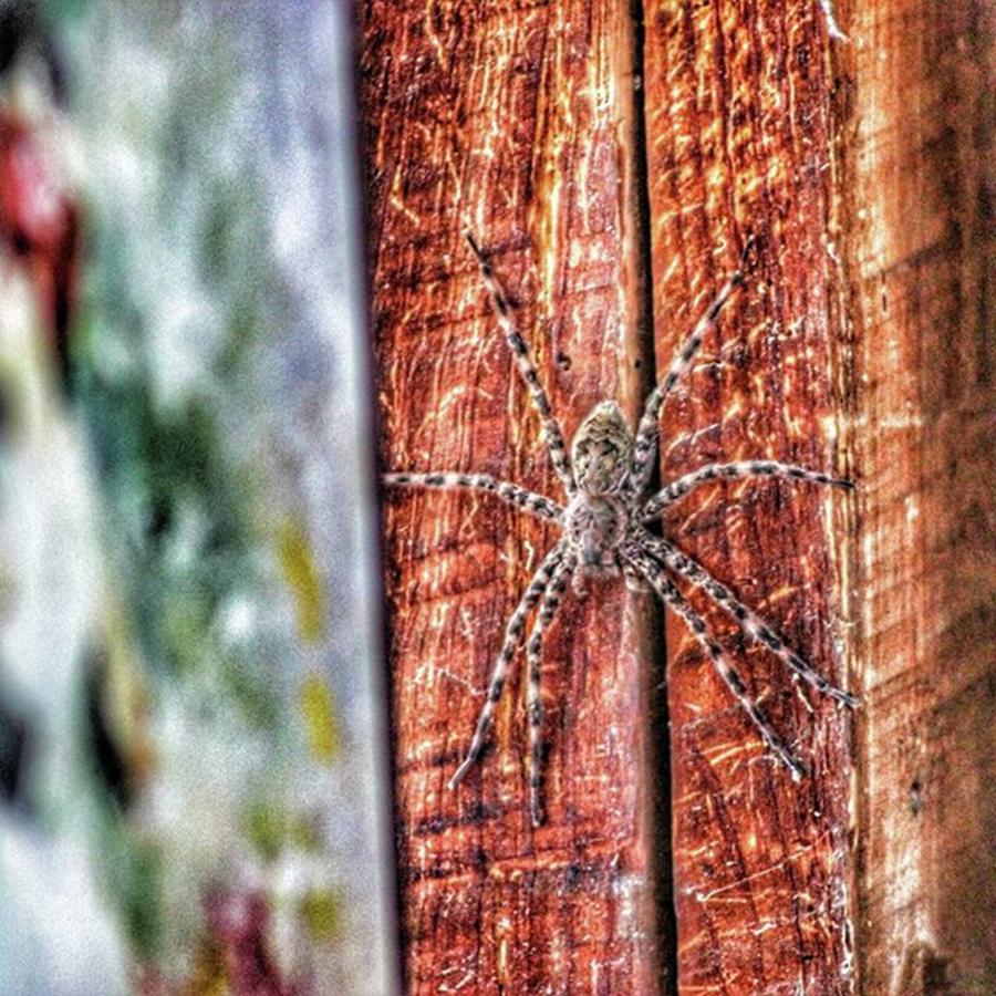 Spider Photograph - I Try Really Hard Not To Be Afraid Of by Sikena Khadija