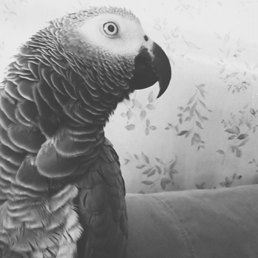 Vscocam Photograph - I Vscod My Cag Parrot Lol 
i Am by Adrian De Leon Art and Photography