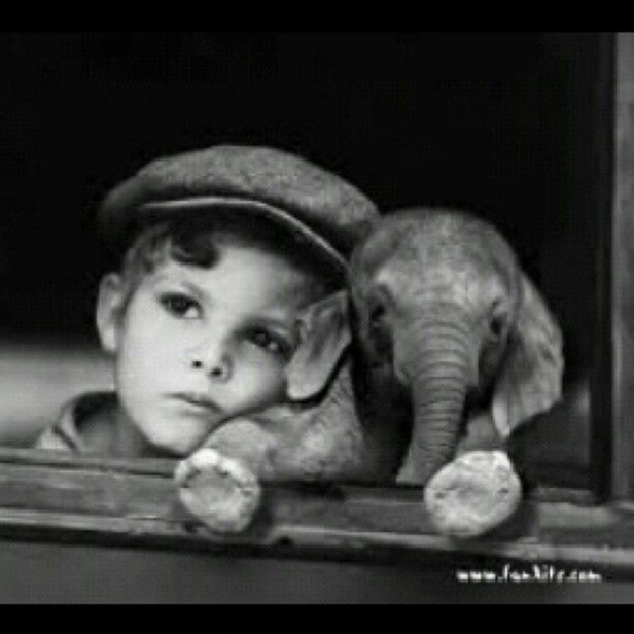 I Want A Baby Elephant!!! Photograph by Melanie Conway