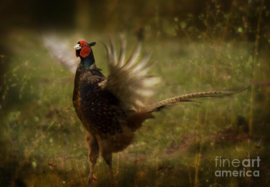 Pheasant Photograph - I Want To Fly  by Ang El