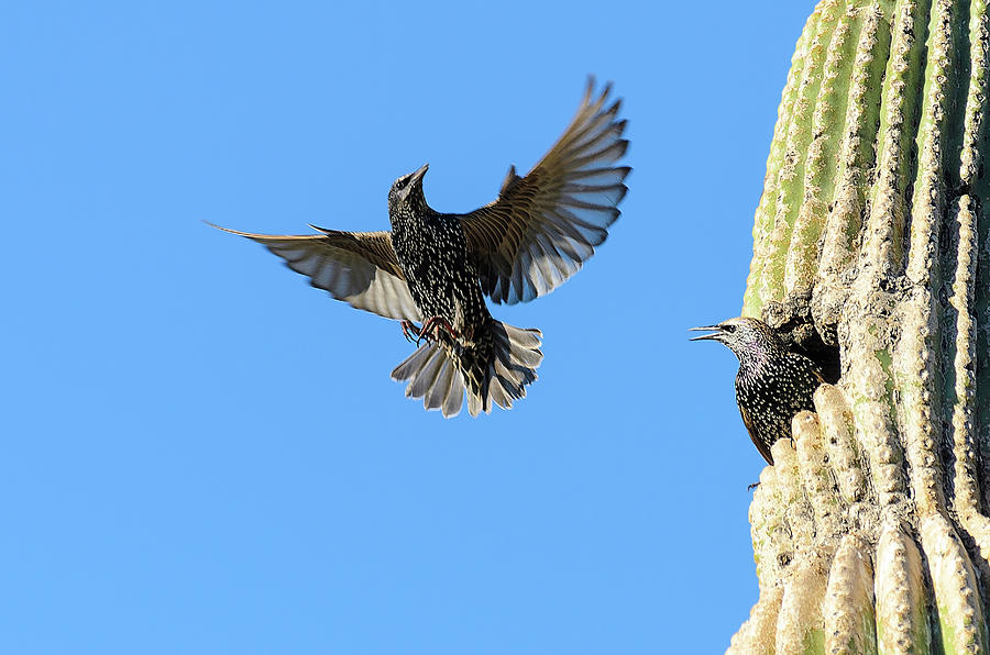 Bird Photograph - I Was Hoping Youd Drop By by Emily Bristor Bird Photograph - I Was Hoping Youd Drop By by Emily Bristor