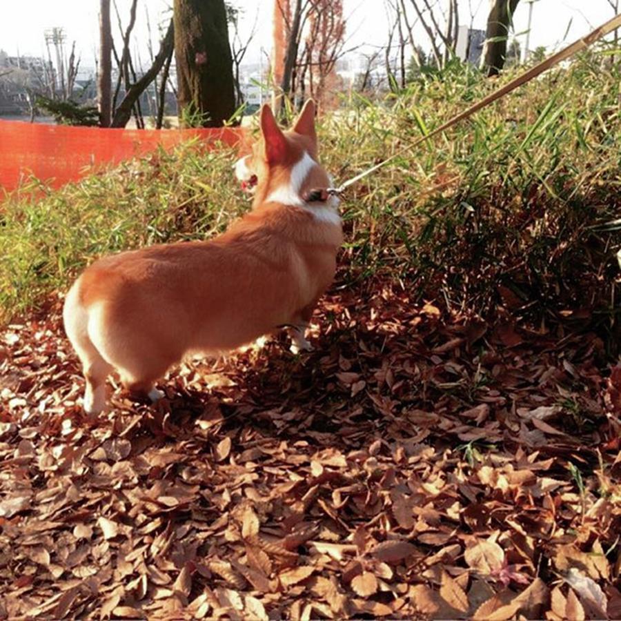 Dog Photograph - I Went To Trimming. Peach  Hip by Kentaro Harada