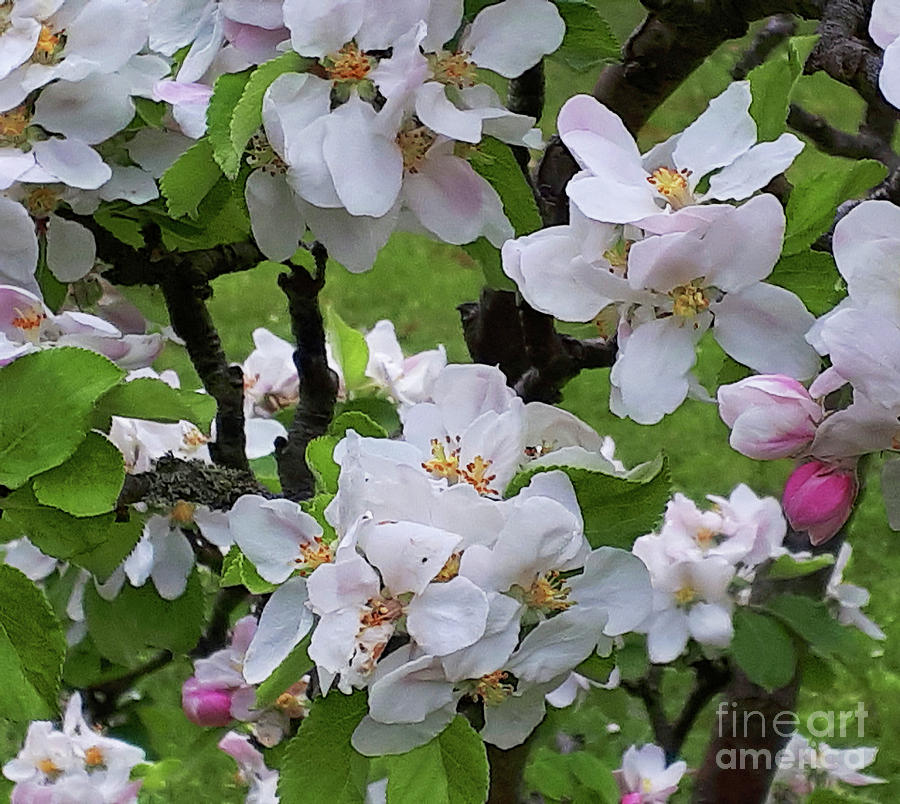 I will be with you in Apple Blossom Time Photograph by Brenda Kean