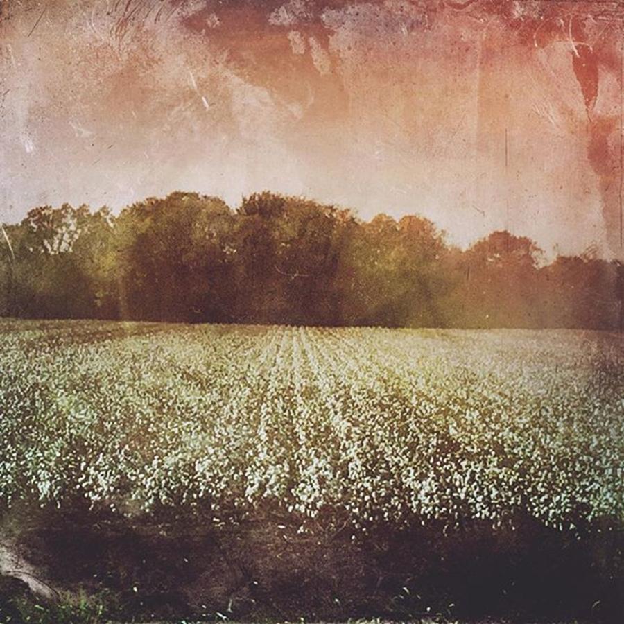 Cottonfields Photograph - I Will Bless The Lord, Who Hath Given by Joan McCool
