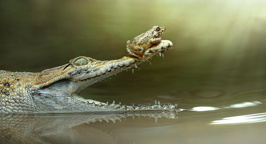 Animal Photograph - I Will Survive by Fahmi Bhs