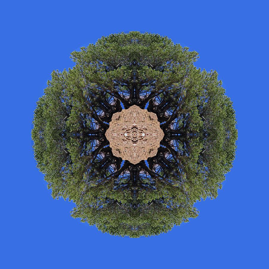 I Will Survive Tree Kaleidoscope Digital Art by Julia L Wright