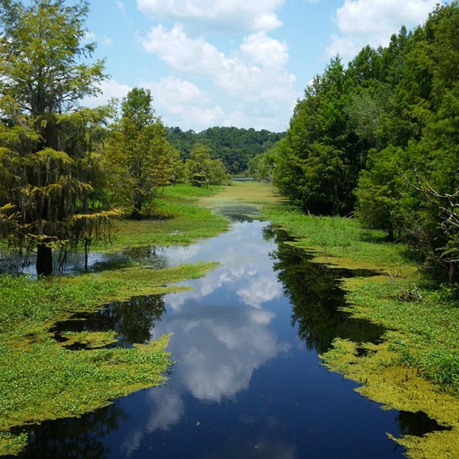 Nature Photograph - I Wish I Had A Canoe! :0) #swamp #sky by Karen Breeze