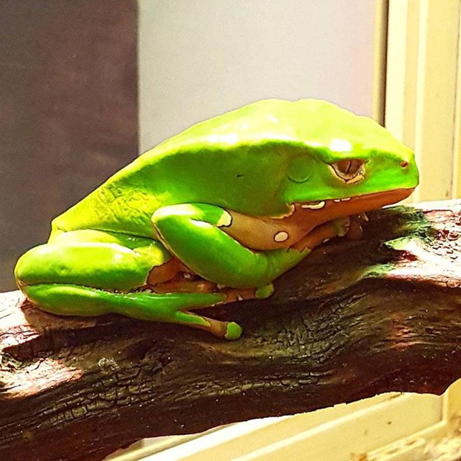 Dh Photograph - I Wonder If This Grumpy Tree Frog 🐸 by Dante Harker